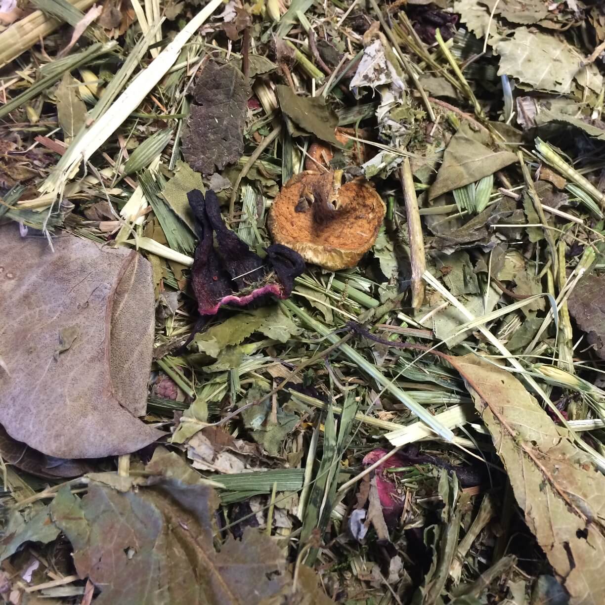 Heu-Mix-2_2_k50_quad58a9a9e1ec191 500g Futtermischung "Bunte Knabberei – Heu-Mix2" von Heu-Heinrich, Trockenfutter für alle Nager. Ergänzungsfuttermittel Nahaufnahme von den Inhaltsstoffen