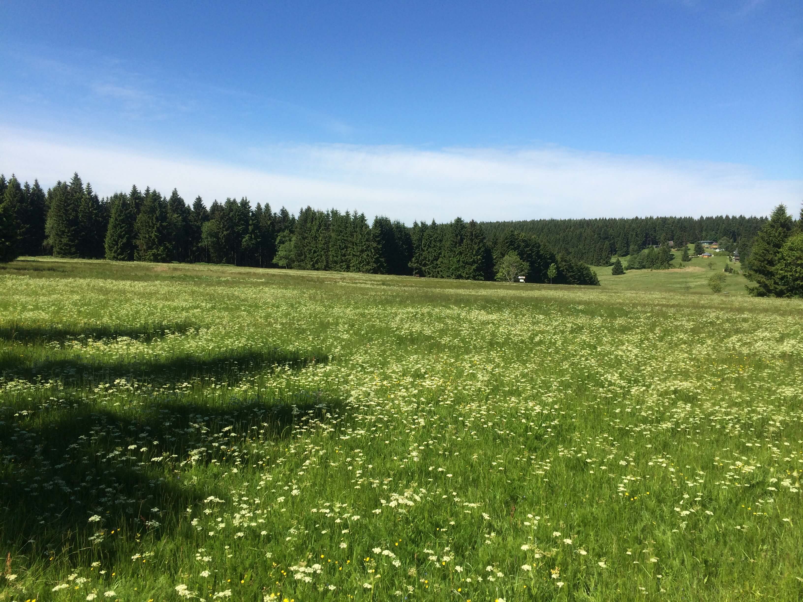 Bergwiese im Naturpark Thüringer Wald mit sattem Grün – Ursprung für hochwertiges Bio-Kräuterheu