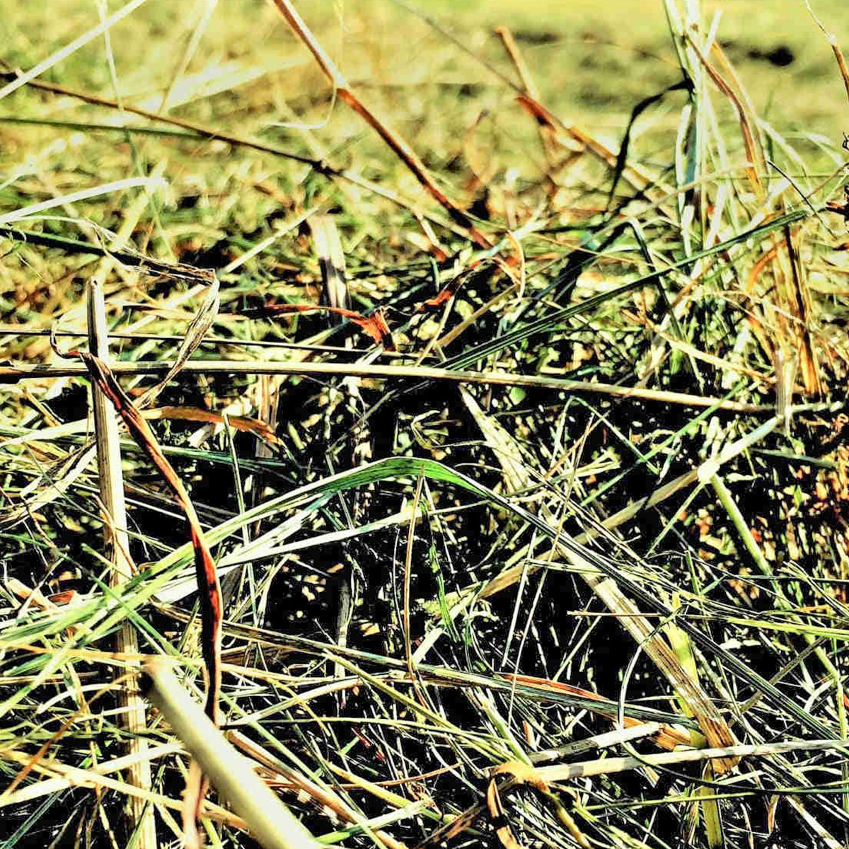 Makroaufnahme von losem Bergwiesenheu aus dem Thüringer Wald – strukturreiches Futtergras